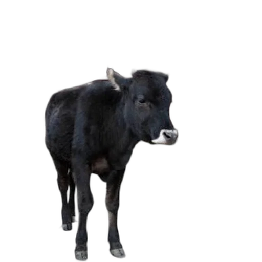 animal, creature, food, staff transparent PNG cut-out