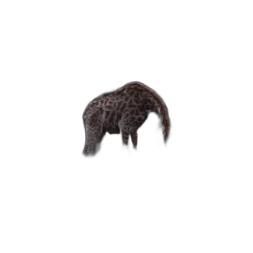 animal, hair, creature, hat transparent PNG cut-out