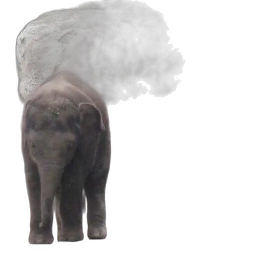 animal, creature, hat, hair transparent PNG cut-out