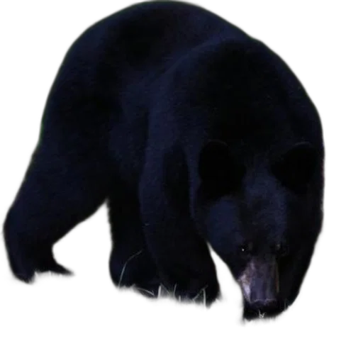 animal, creature, staff, face transparent PNG cut-out