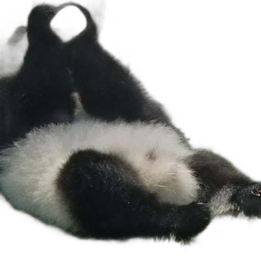 animal, staff, creature, monochrome transparent PNG cut-out