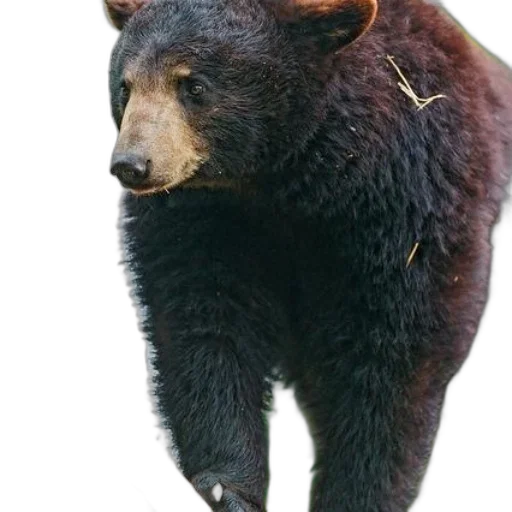 animal, creature, staff, face transparent PNG cut-out