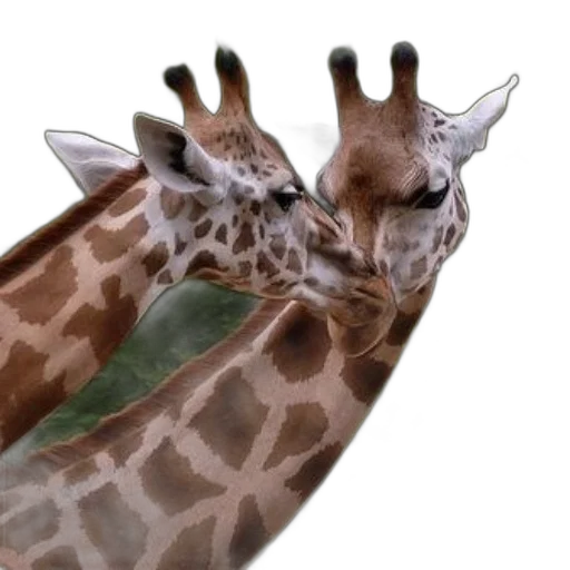 animal, creature, face, shoes transparent PNG cut-out