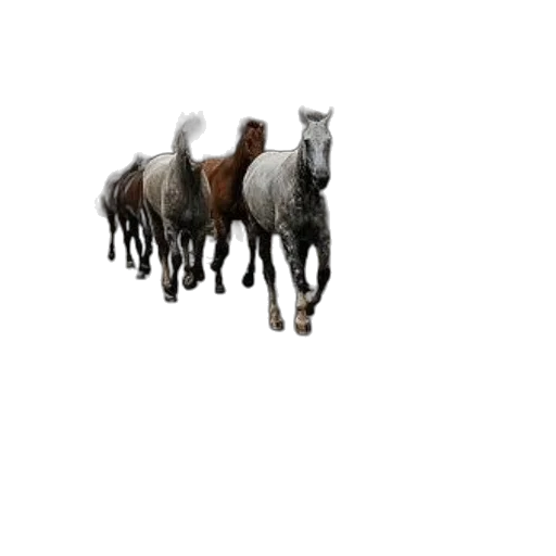 animal, staff, creature, weapon transparent PNG cut-out