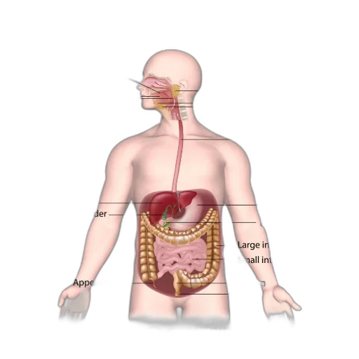 jewelry, food, staff, concept art transparent PNG cut-out