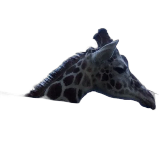 animal, creature, umbrella, staff transparent PNG cut-out