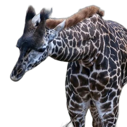 animal, creature, staff, face transparent PNG cut-out