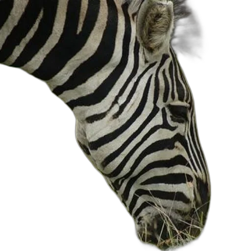 animal, creature, hat, shoes transparent PNG cut-out
