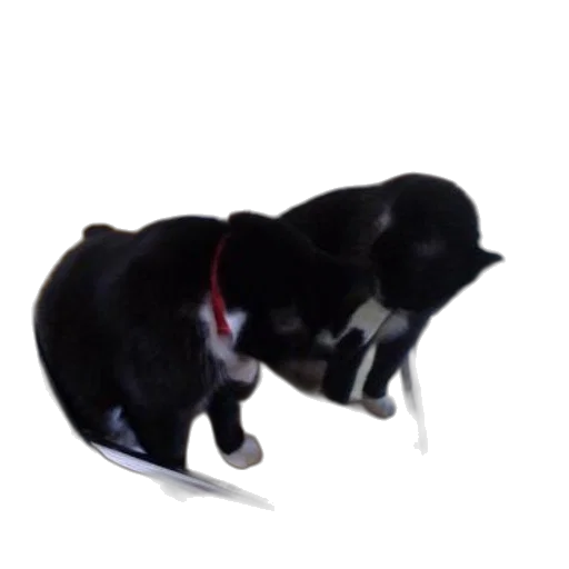 animal, staff, creature, hat transparent PNG cut-out