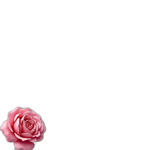flower, crown, dress, jewelry transparent PNG cut-out