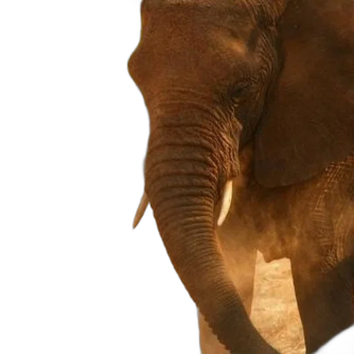 animal, creature, face, photorealistic transparent PNG cut-out