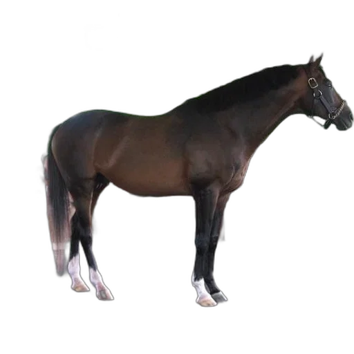 animal, creature, staff, crown transparent PNG cut-out