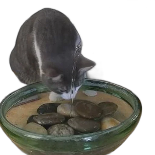 food, cat, drinks, water transparent PNG cut-out