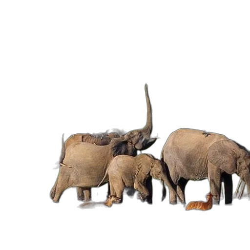 animal, concept art, photorealistic, 3d render transparent PNG cut-out