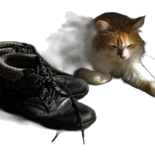 shoes, animal, photorealistic, monochrome transparent PNG cut-out