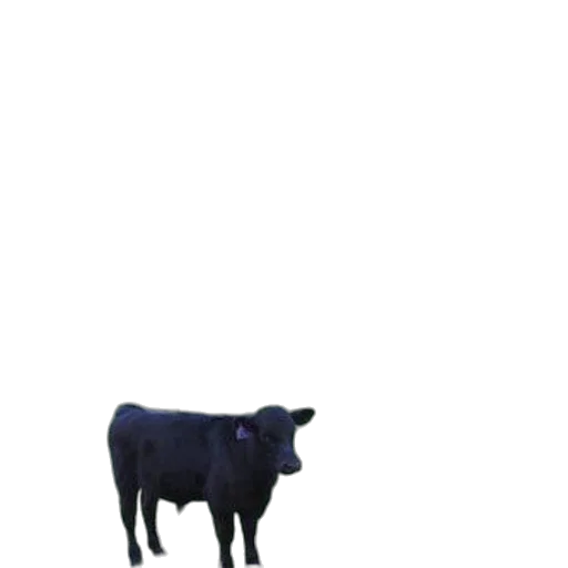 animal, creature, robot, food transparent PNG cut-out