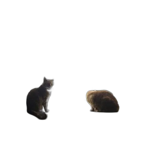 hat, animal, creature, crown transparent PNG cut-out