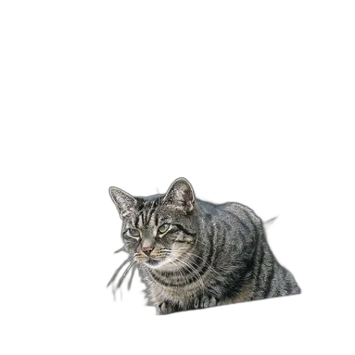 animal, creature, staff, face transparent PNG cut-out