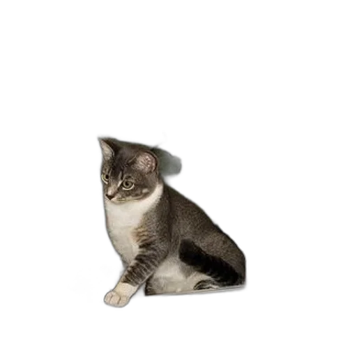 animal, staff, creature, hat transparent PNG cut-out