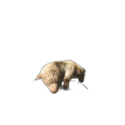 animal, creature, hair, food transparent PNG cut-out