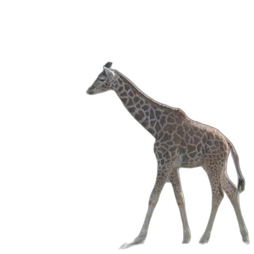animal, creature, staff, crown transparent PNG cut-out