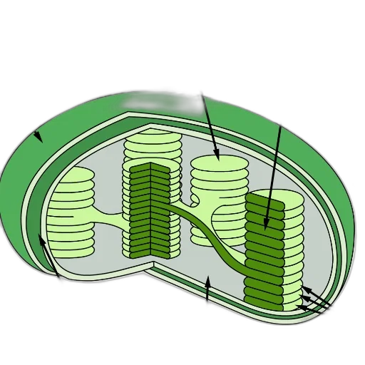 3d render, green, detailed, diagram transparent PNG cut-out