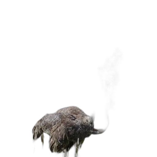 animal, creature, hat, hair transparent PNG cut-out