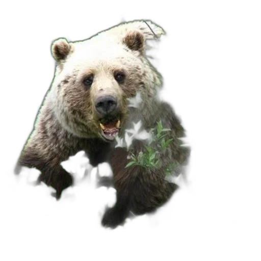 animal, creature, concept art, photorealistic transparent PNG cut-out