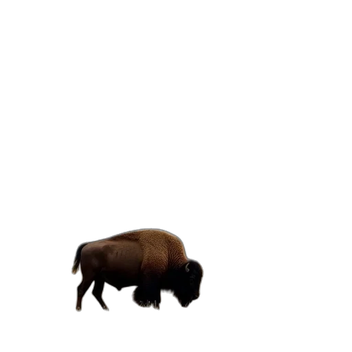 animal, creature, hair, weapon transparent PNG cut-out