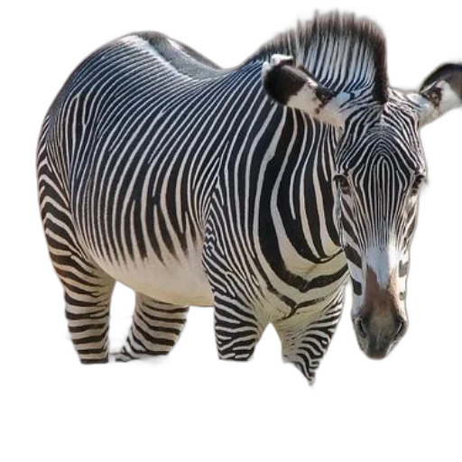 animal, creature, jewelry, weapon transparent PNG cut-out