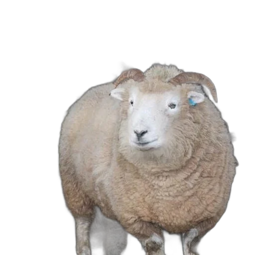 animal, creature, face, mask transparent PNG cut-out