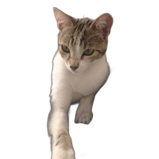staff, animal, creature, weapon transparent PNG cut-out
