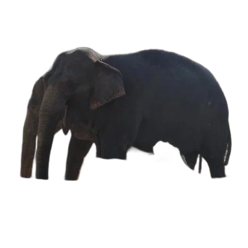 animal, creature, hat, weapon transparent PNG cut-out