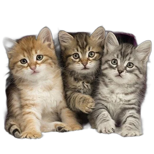 animal, furniture, crown, staff transparent PNG cut-out