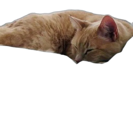 animal, creature, staff, furniture transparent PNG cut-out