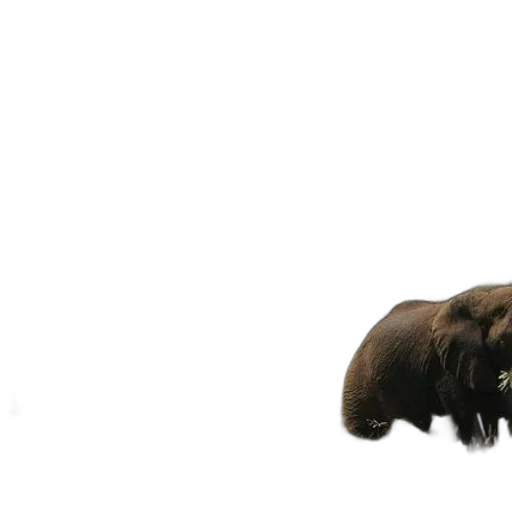 animal, creature, staff, hair transparent PNG cut-out