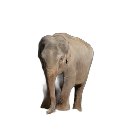 animal, creature, staff, weapon transparent PNG cut-out
