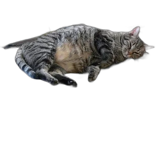animal, staff, creature, food transparent PNG cut-out