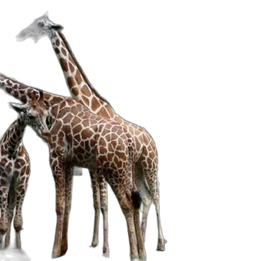 animal, creature, 3d render, concept art transparent PNG cut-out
