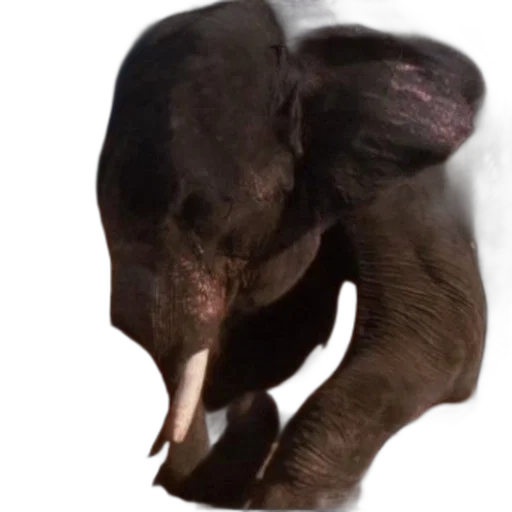 animal, creature, face, staff transparent PNG cut-out