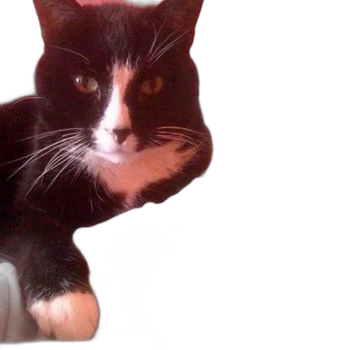 animal, creature, staff, face transparent PNG cut-out