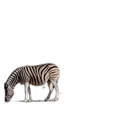 animal, creature, hair, furniture transparent PNG cut-out