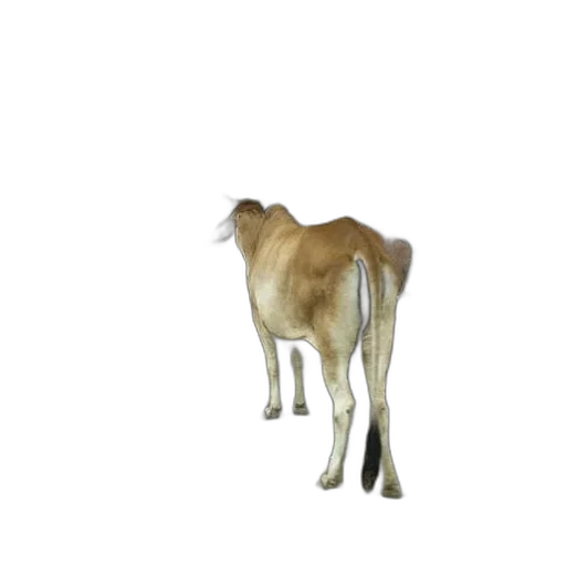 animal, creature, hair, staff transparent PNG cut-out