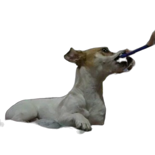 staff, animal, weapon, creature transparent PNG cut-out