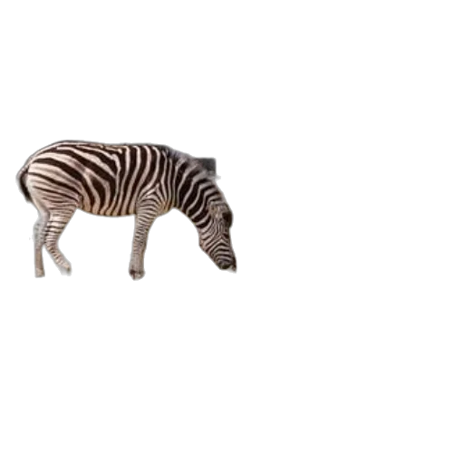 animal, creature, furniture, food transparent PNG cut-out