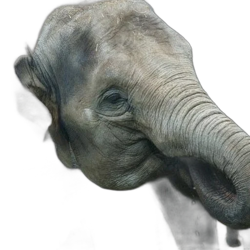 animal, face, creature, mask transparent PNG cut-out