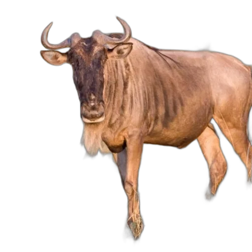 animal, creature, food, jewelry transparent PNG cut-out