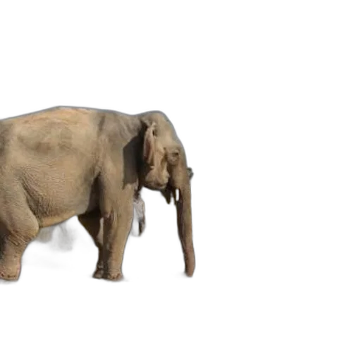 animal, creature, staff, 3d render transparent PNG cut-out