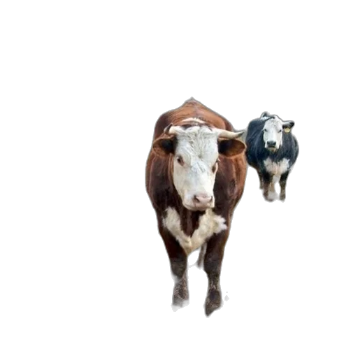 animal, creature, 3d render, concept art transparent PNG cut-out