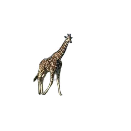 animal, creature, staff, jewelry transparent PNG cut-out